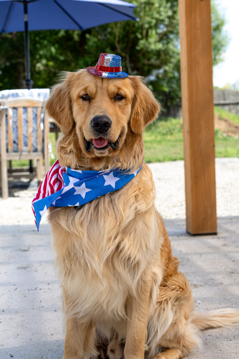 Pet portrait by Alissa Dorman Photography